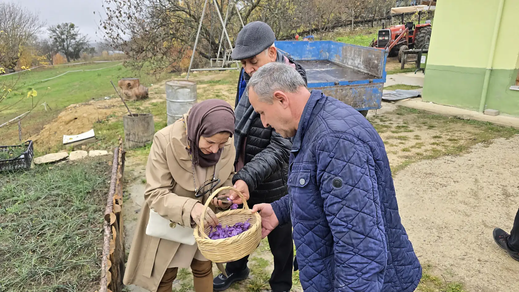 Hasadı sona eren safran 450 bin TL'den satılacak