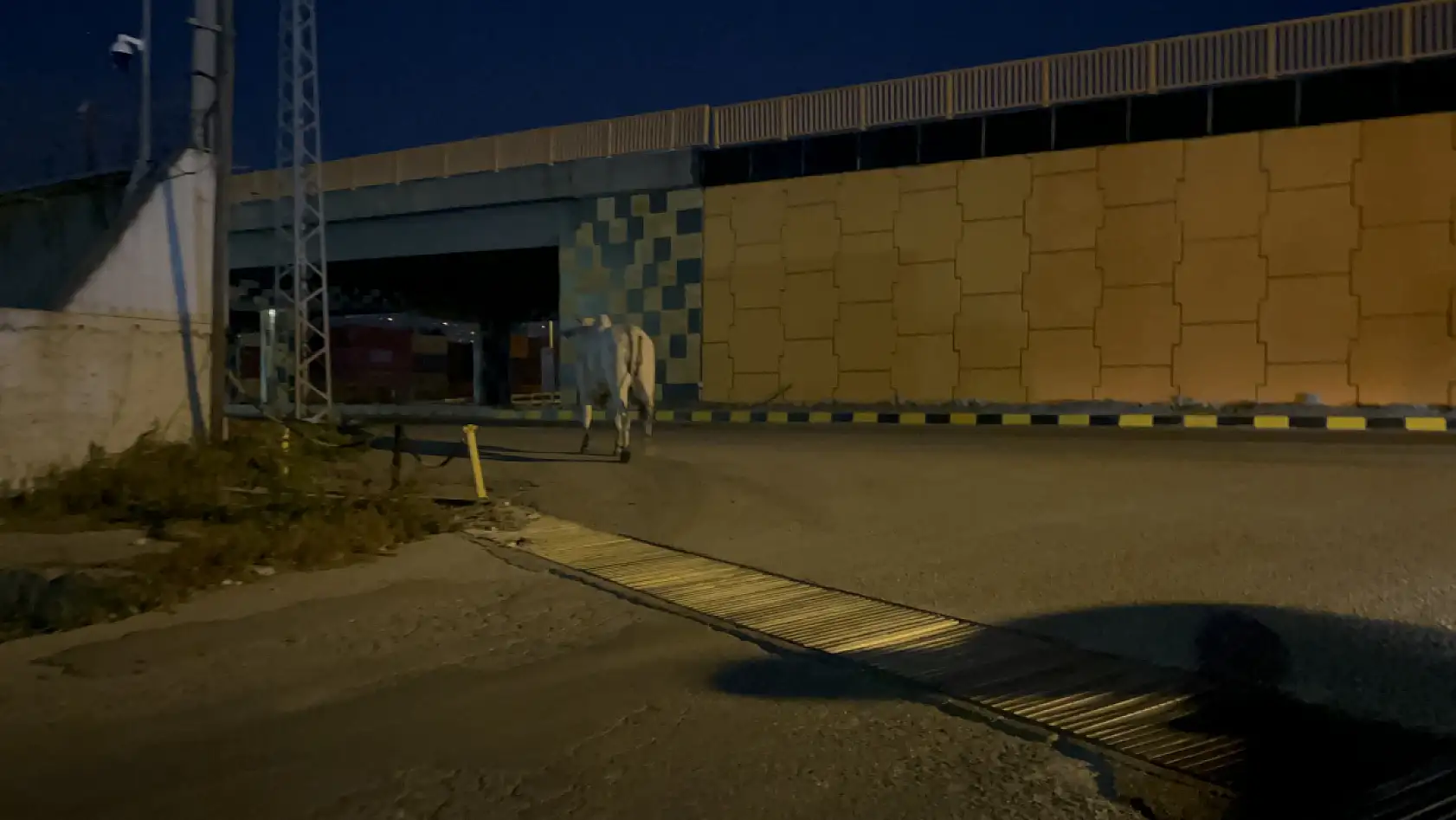 Tırdan kaçıp şehir turuna çıktı