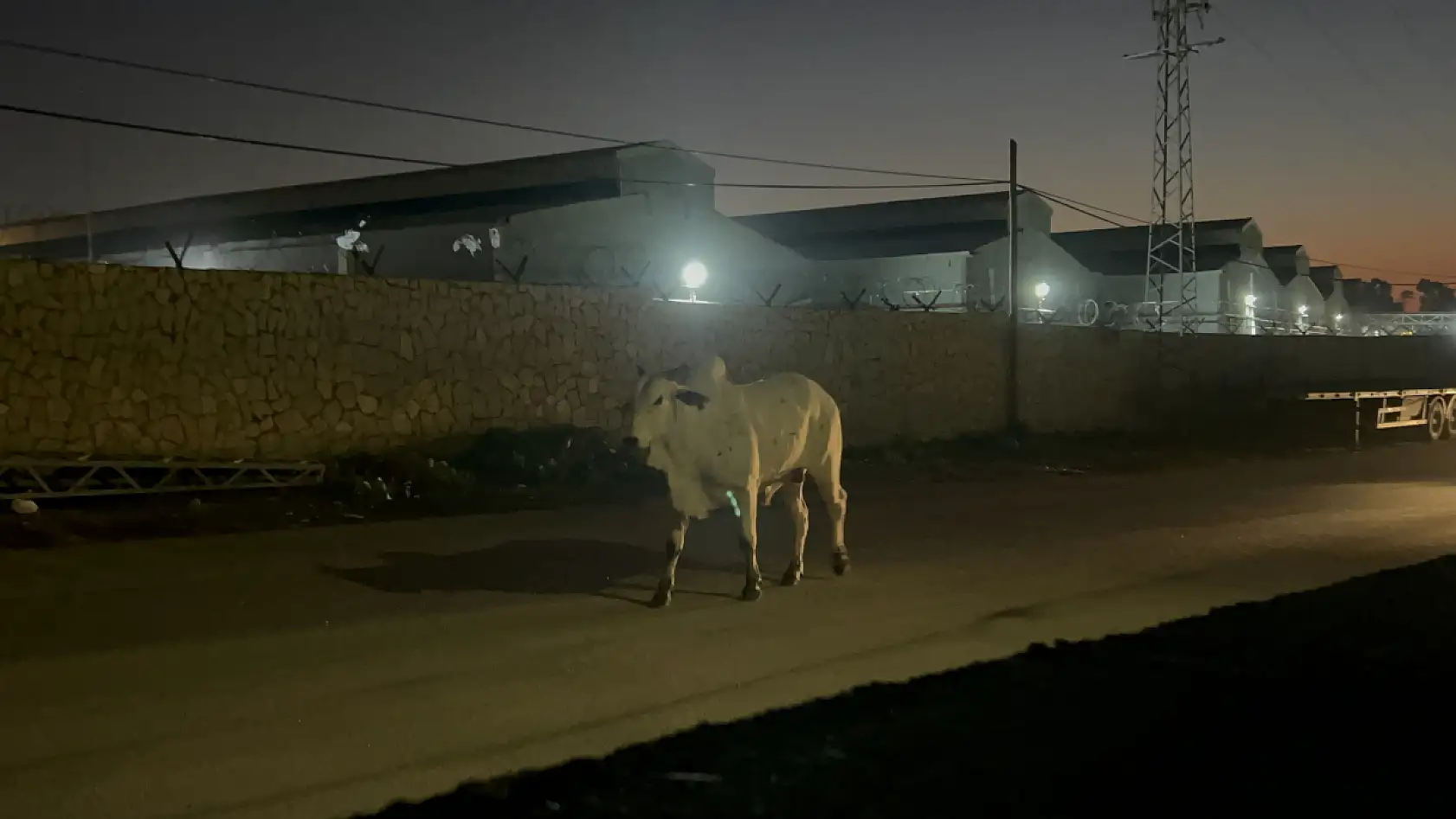 Tırdan kaçıp şehir turuna çıktı