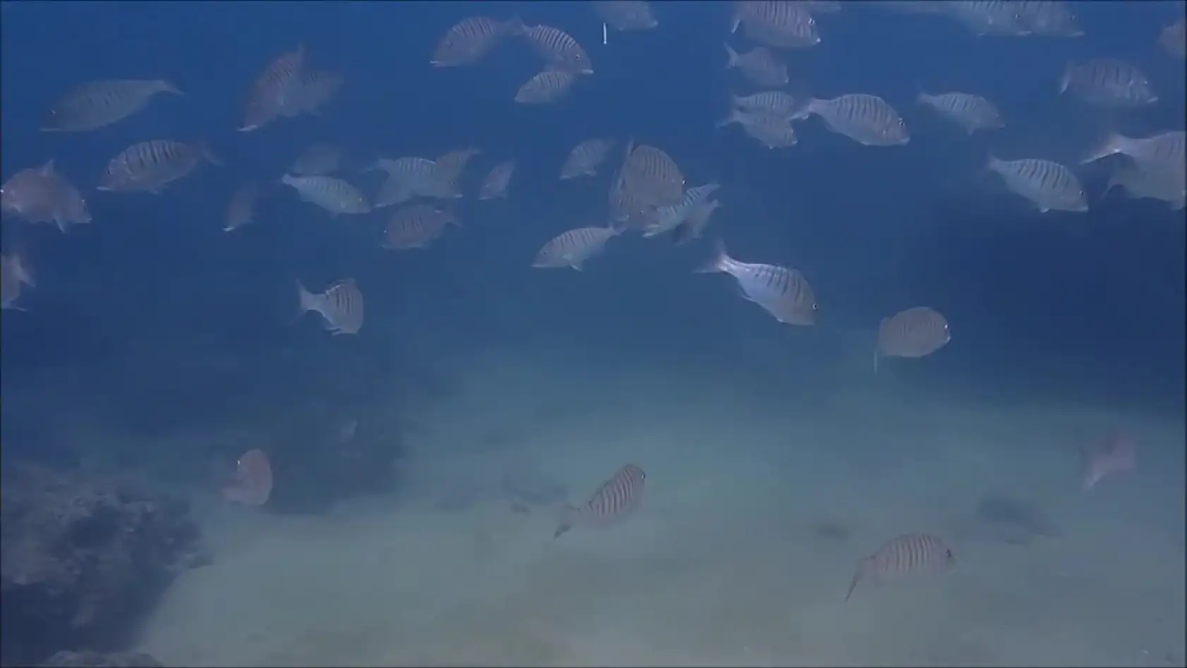 Antalya Körfezi'nde 15 yıl önce görülmüştü, tekrar görüntülendi