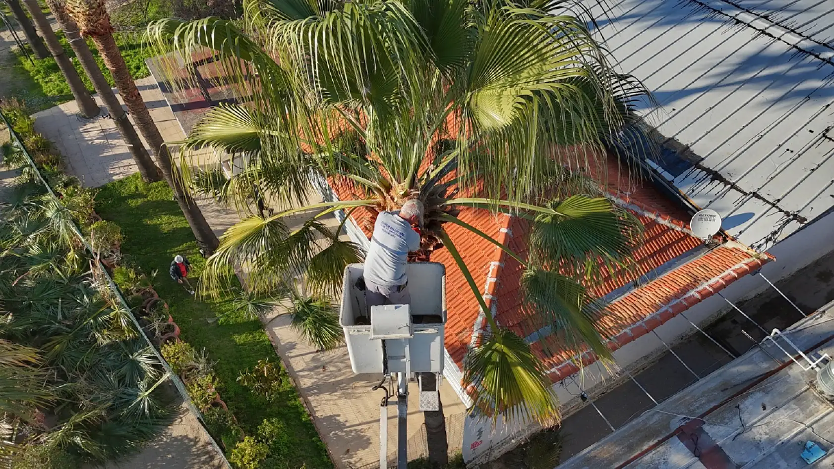 Bodrum'da palmiyelerde bakım zamanı