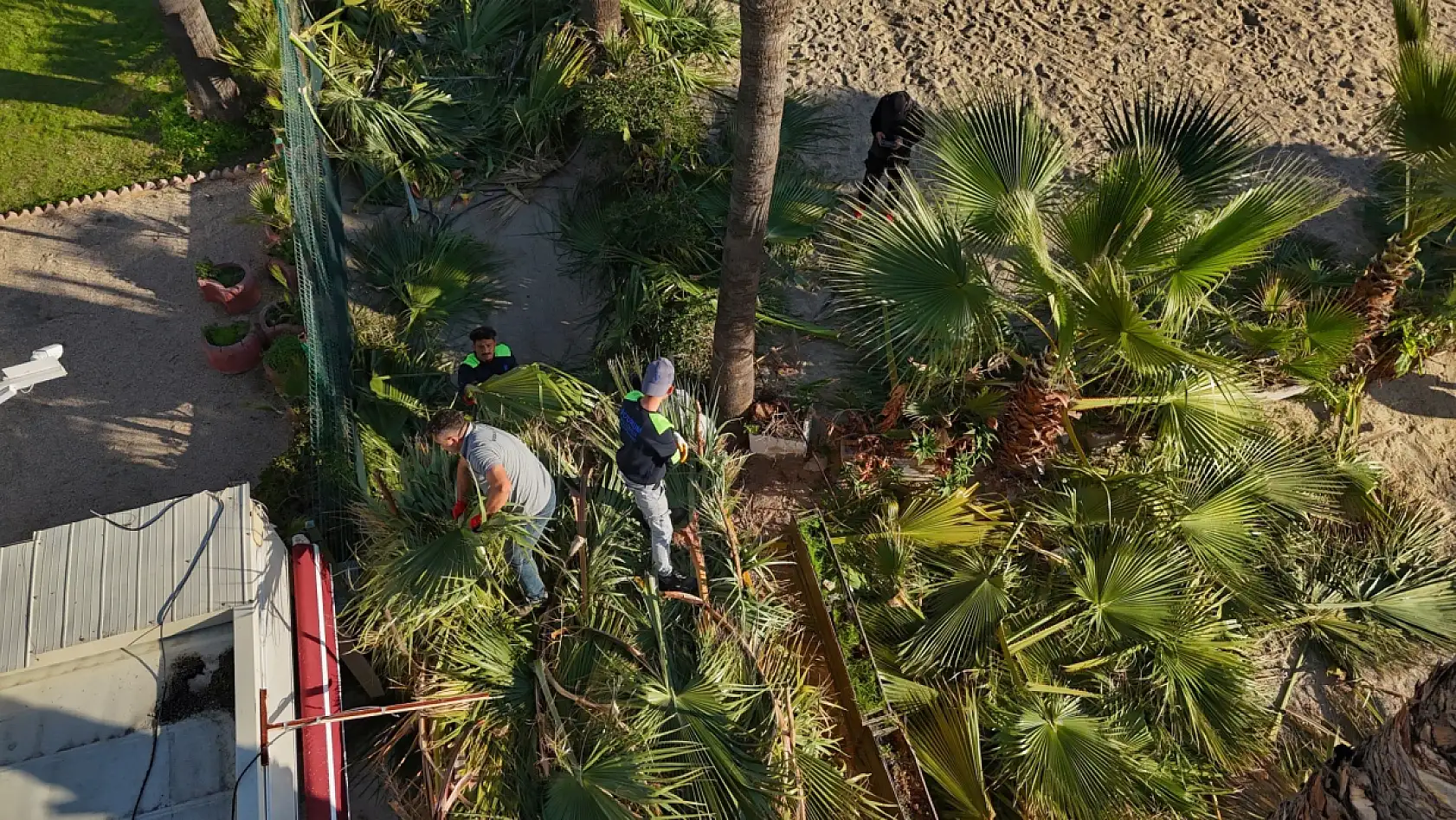 Bodrum'da palmiyelerde bakım zamanı