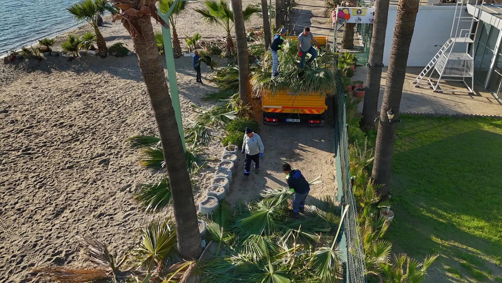 Bodrum'da palmiyelerde bakım zamanı