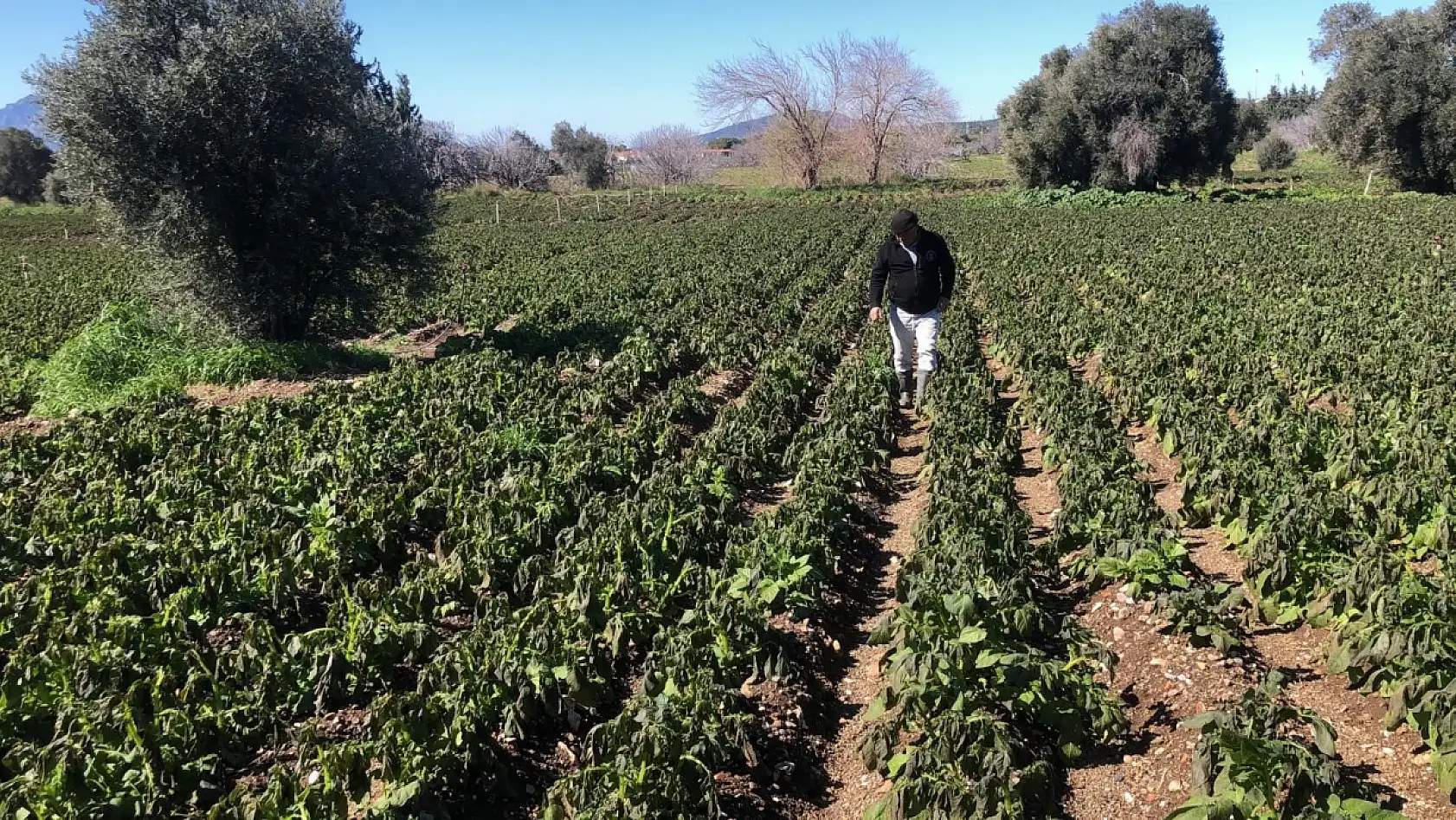 Datça'da zirai don üreticiyi etkiledi