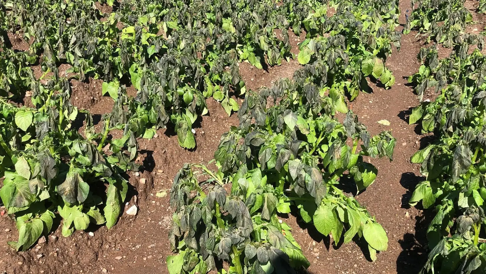 Datça'da zirai don üreticiyi etkiledi