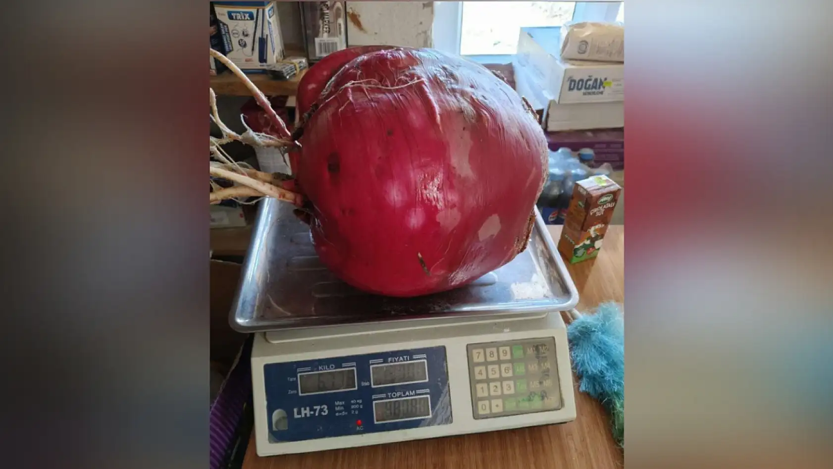 Emekli öğretmenin hobi bahçesinde yetiştirdiği dev turp görenleri şaşkına çevirdi