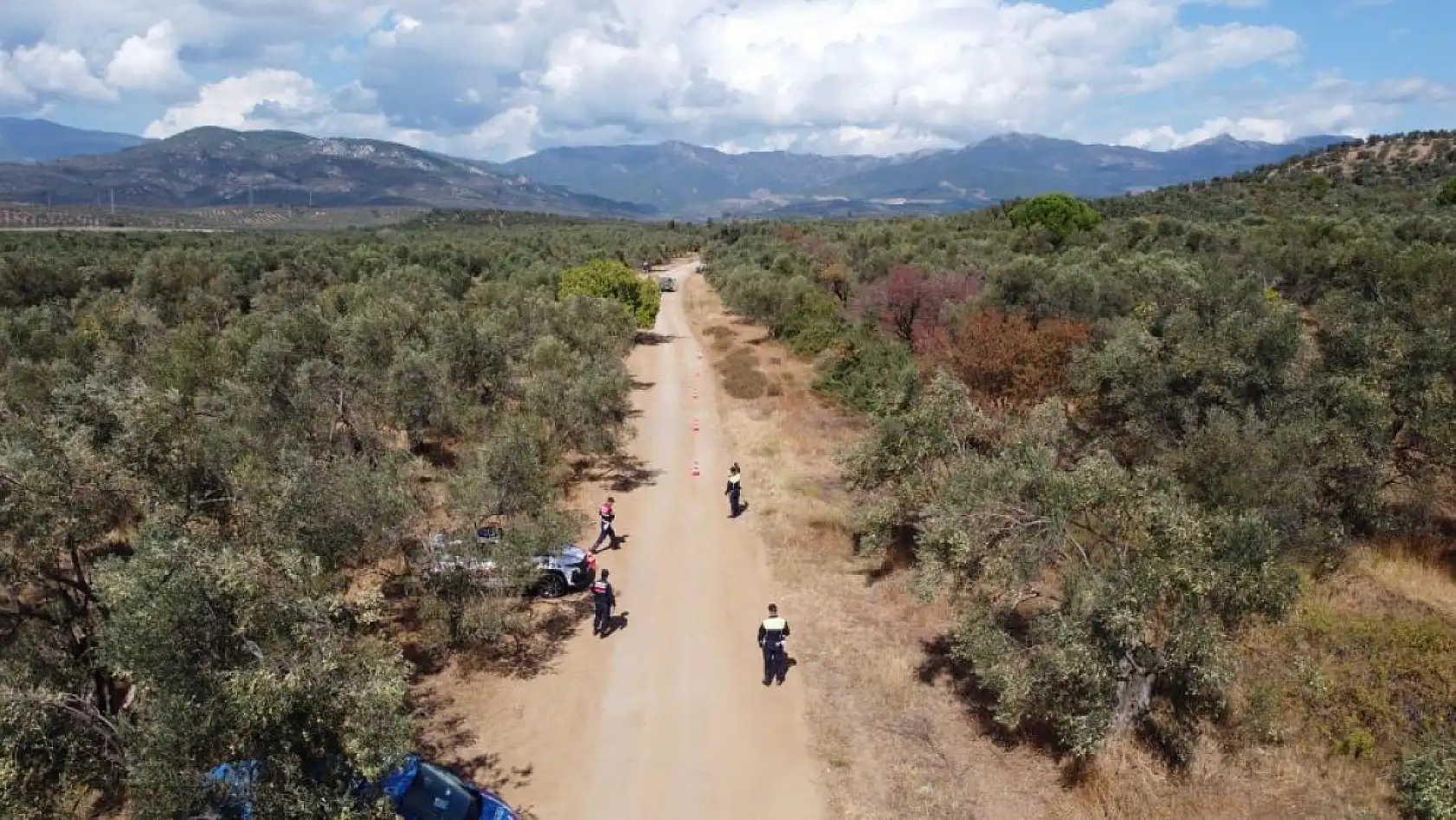 Türkiye'de soğuk hava zeytin üreticilerini sevindirdi