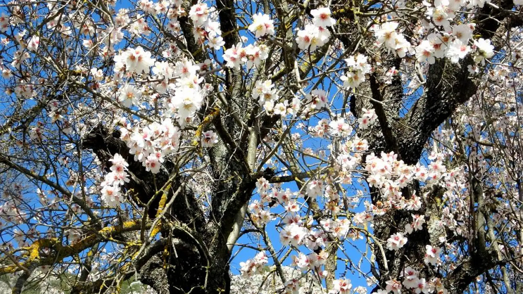 Muğla'da bahar mevsimi kendini hissettiriyor