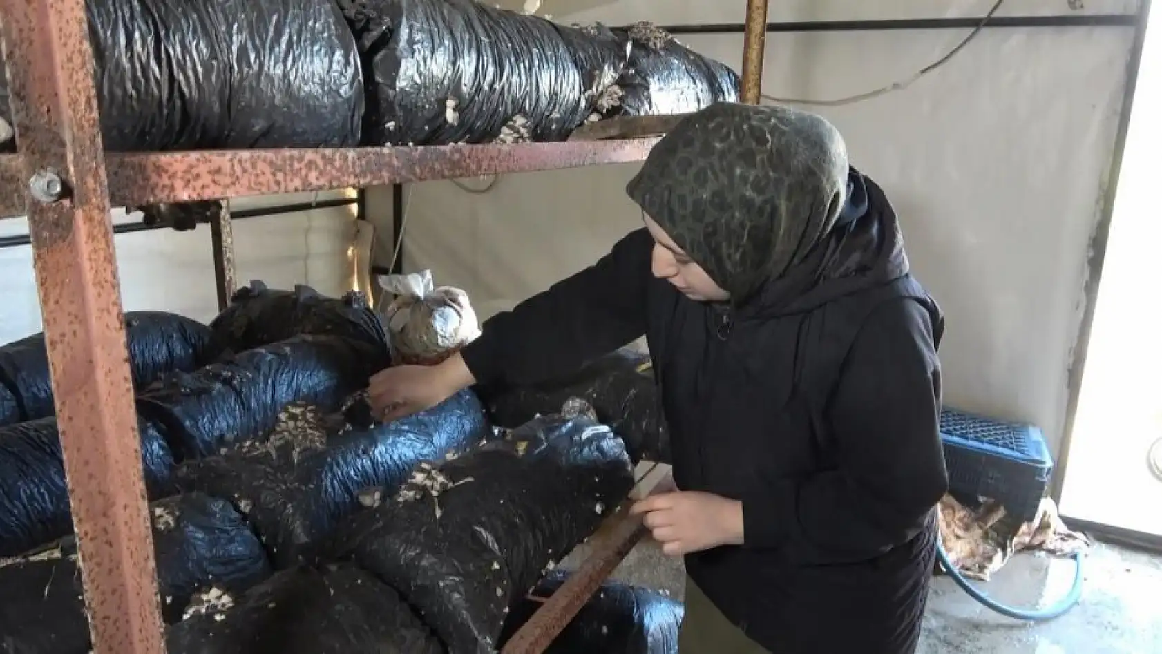 4 çocuk annesinin azmi: Yıllık 35 ton mantar üretiyor, talepleri karşılayamıyor