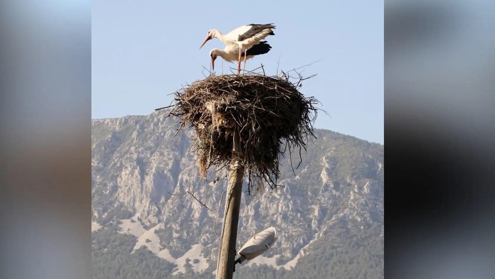 Muğla'nın leylek köyünde büyük artış! Akçapınar leyleklerle dolup taşıyor