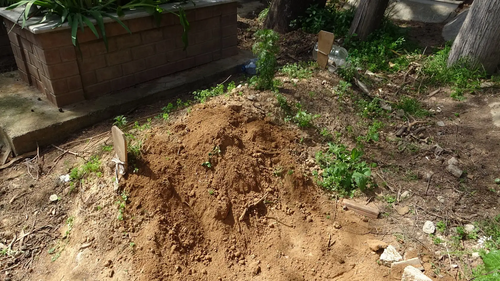 Annesinin mezarında 'rüzgar gülü' görünce şüphelendi, toprağı kazınca dehşete düştü