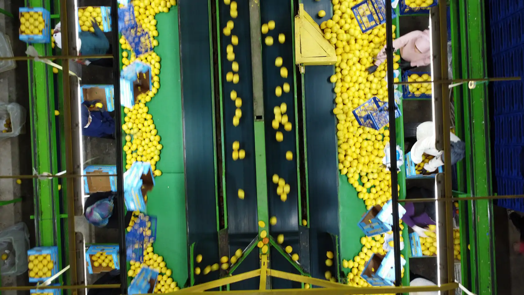 Limonda stokçuların oyunu ortaya çıktı