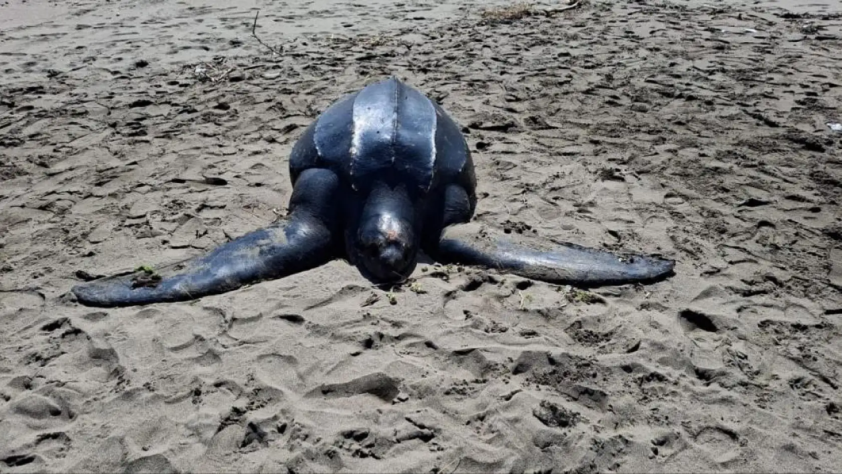 Soyu tükenme riskiyle karşı karşıya: Deri sırtlı kaplumbağanın boyutu hayrete düşürdü