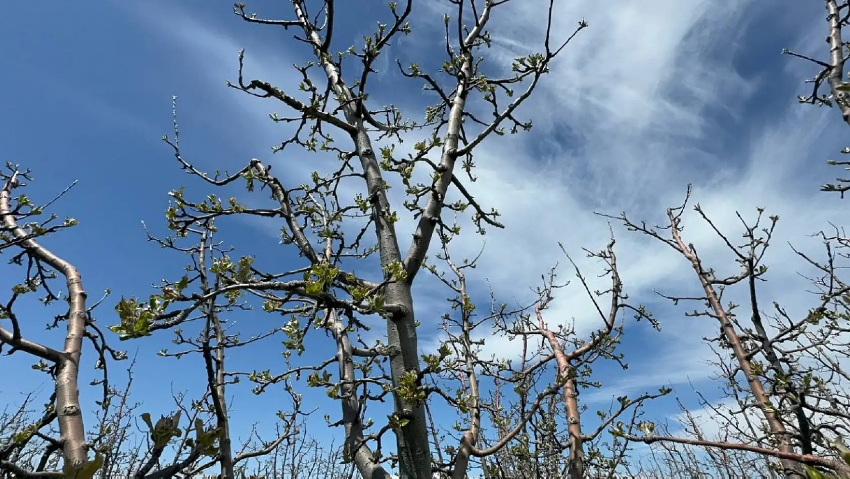 Zirai donun bilançosu ağır oldu