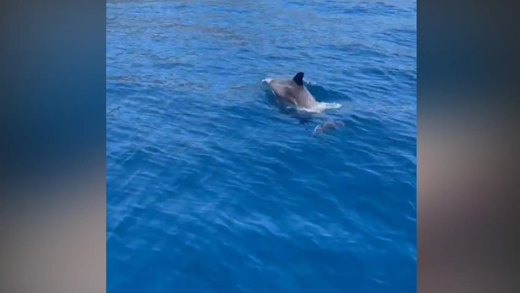 Yunuslardan Ölüdeniz'de muhteşem gösteri