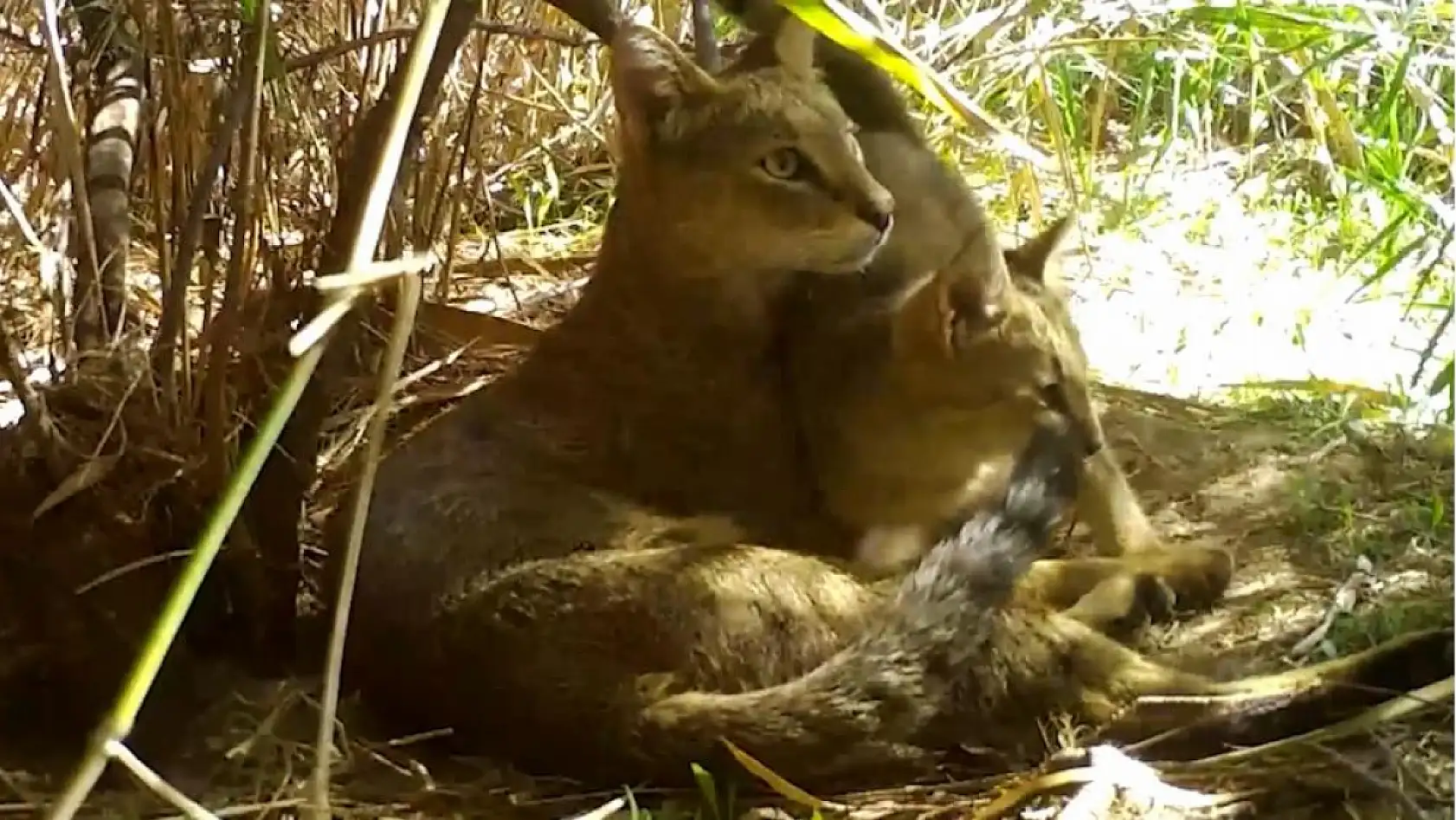 Doğada nadir görülüyor! Nesli tehlike altındaki saz kedisi yavrularıyla görüntülendi