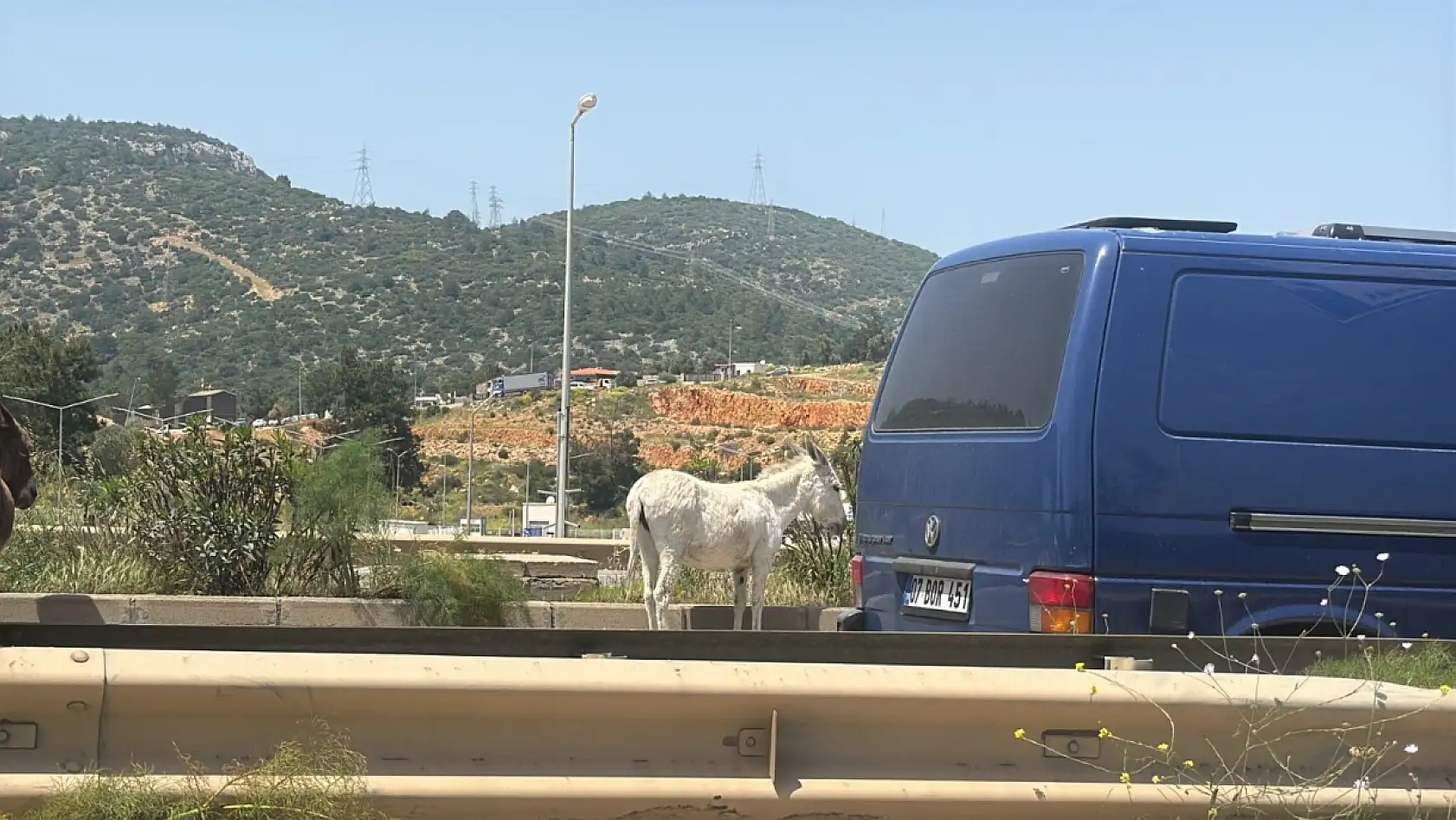 Bodrum'da eşekler trafiği bir birine kattı