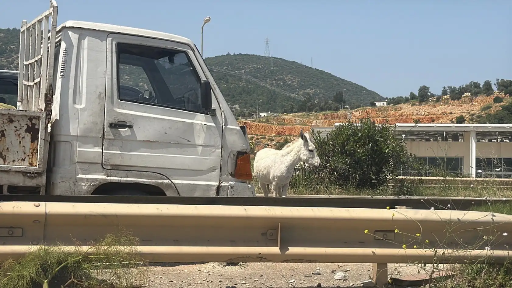 Bodrum'da eşekler trafiği bir birine kattı
