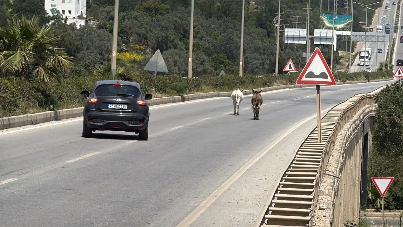 Bodrum'da eşekler trafiği bir birine kattı