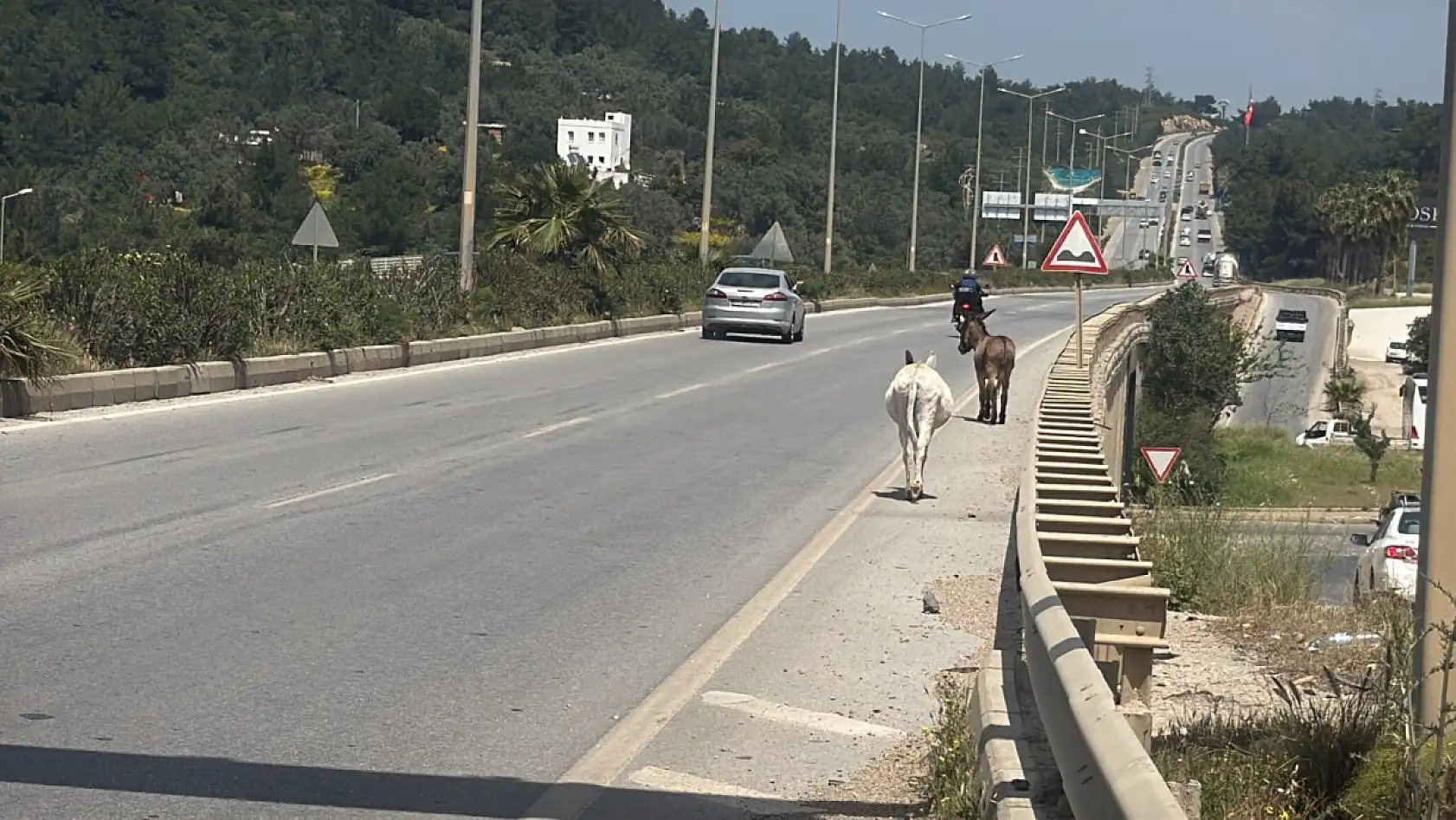 Bodrum'da eşekler trafiği bir birine kattı