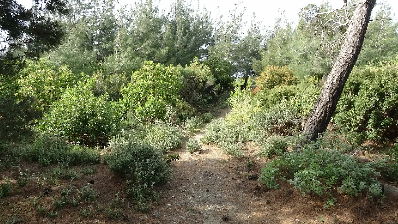 110 yıl sonra ortaya çıktı! 57. Alay'ın Anzaklara karşı yazdığı destan