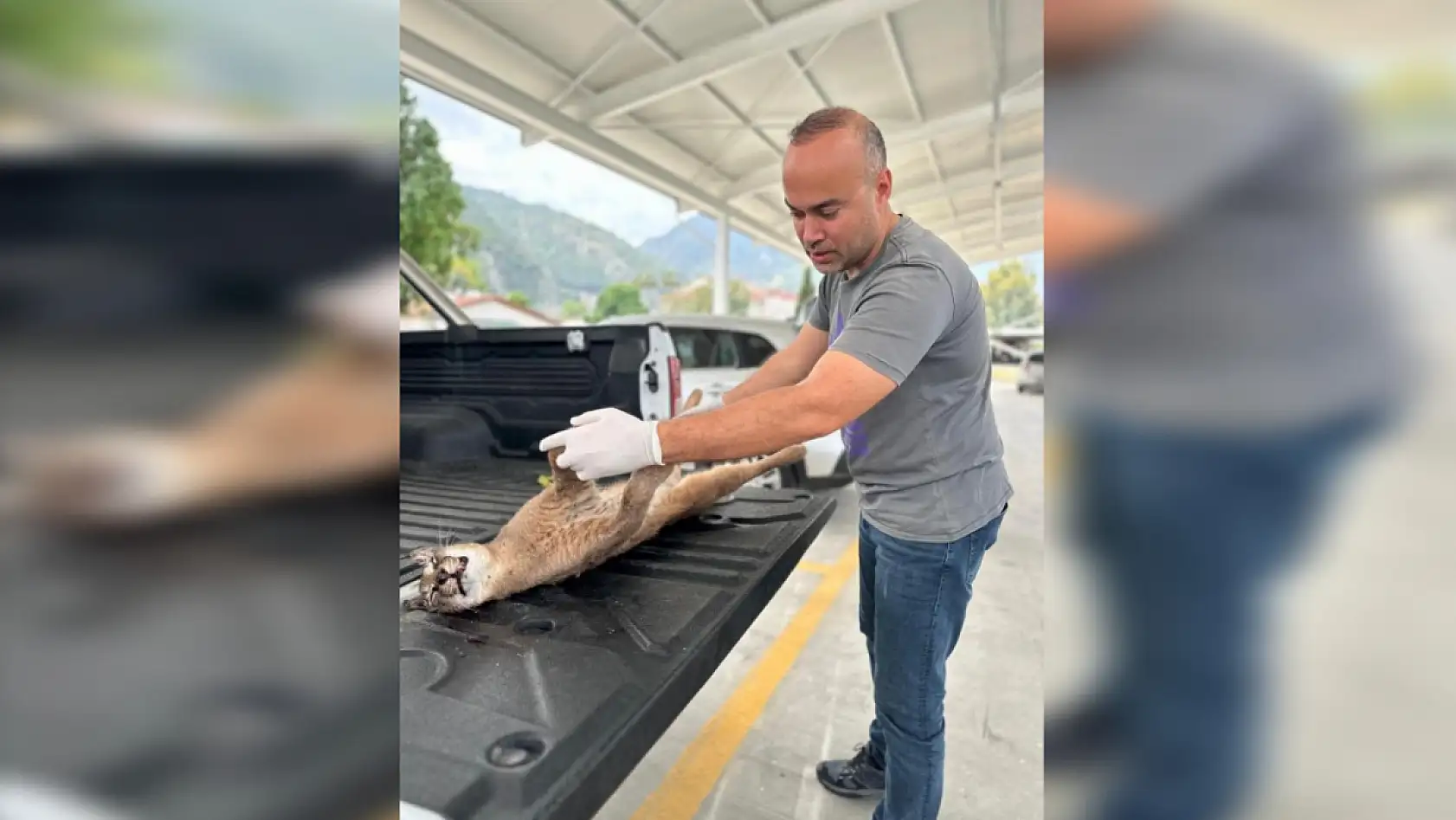 Seydikemer'de aracın çarptığı 'Karakulak' telef oldu