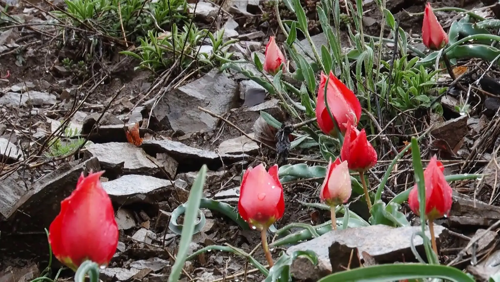 Sadece 15 gün görülüyor! Bu çiçek başka yerde yetişmiyor