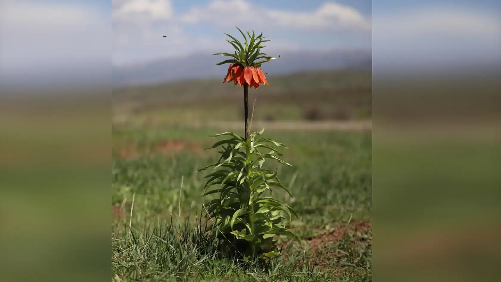 Bu çiçeği koparmanın bedeli tam 577 bin lira!