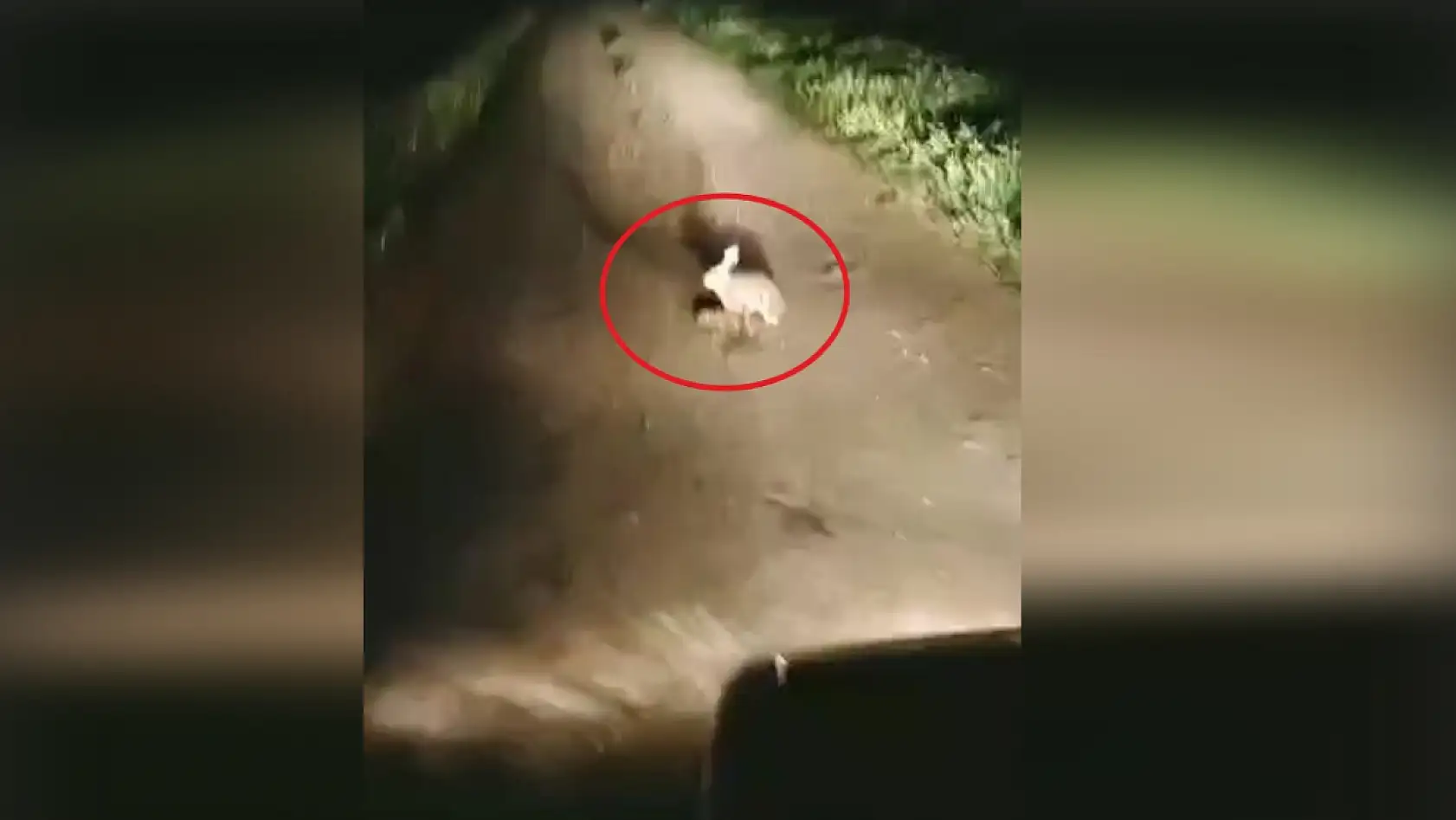 Korkmadı, kaçmadı... 'Ana yüreği korku tanımaz'