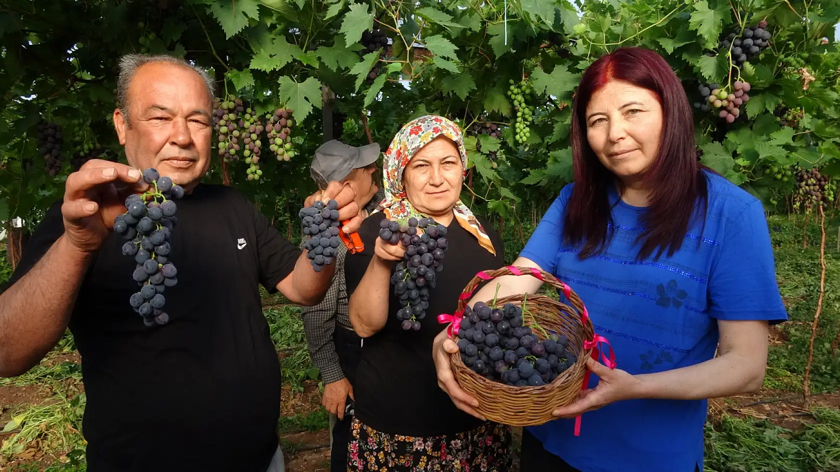 'Siyah İnci' hasadı başladı