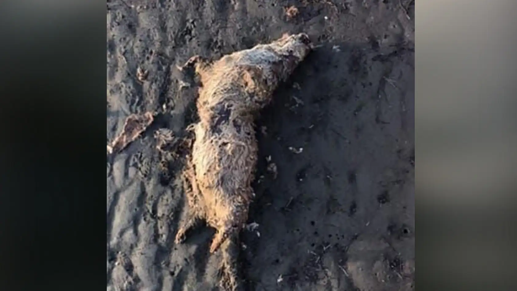 Muğla'da nesli tehlike altında olan su samuru sahilde ölü bulundu