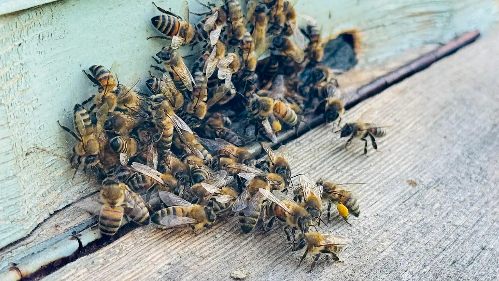 Bal arılarının yaptığı bu petek Türk Bayrağı'na benziyor