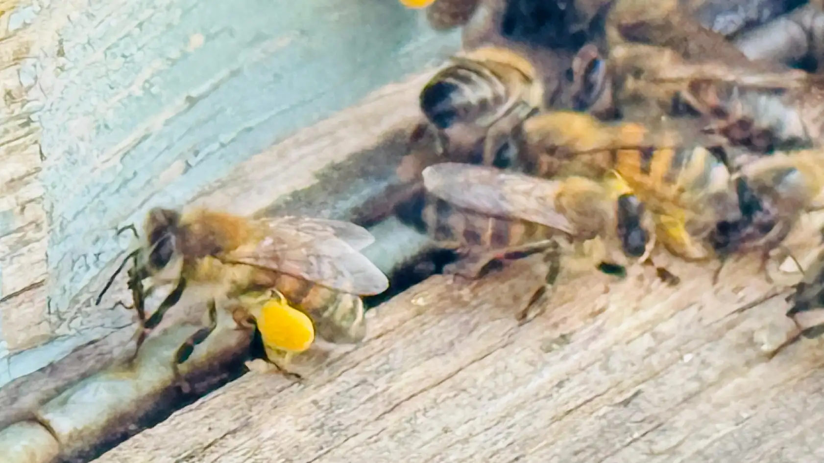 Bal arılarının yaptığı bu petek Türk Bayrağı'na benziyor
