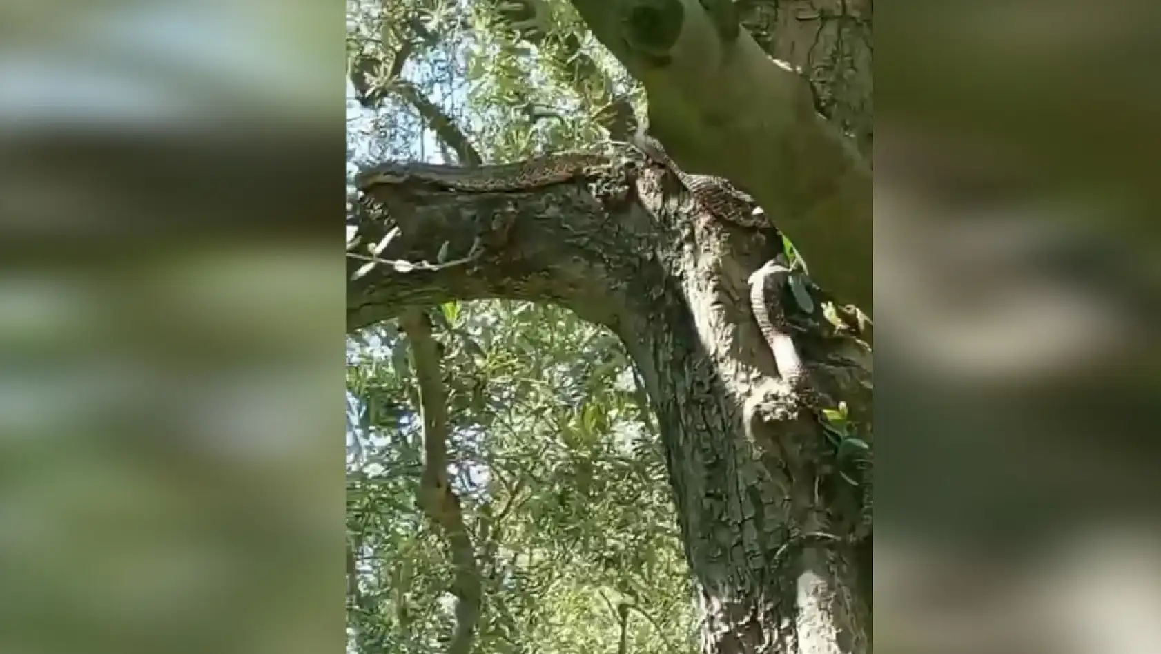 Zeytin ağacında 2,5 metrelik yılan görenleri şoke etti