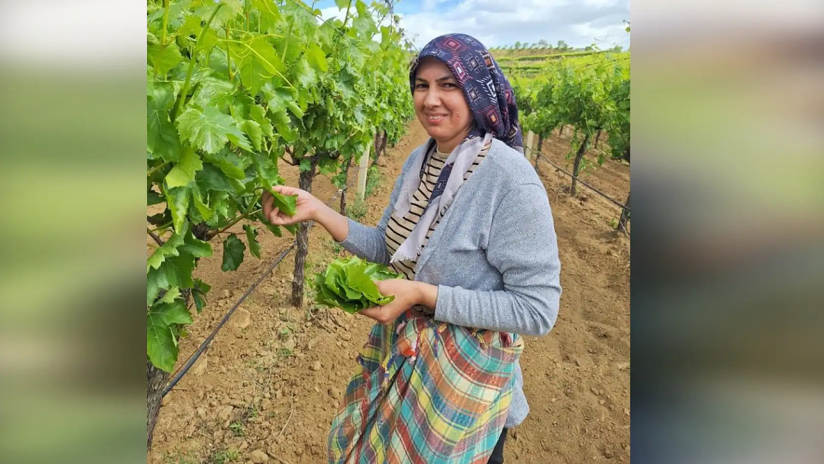 Bu yapraklar altın gibi! 850 TL yerine 1500 TL kazanıyorlar!