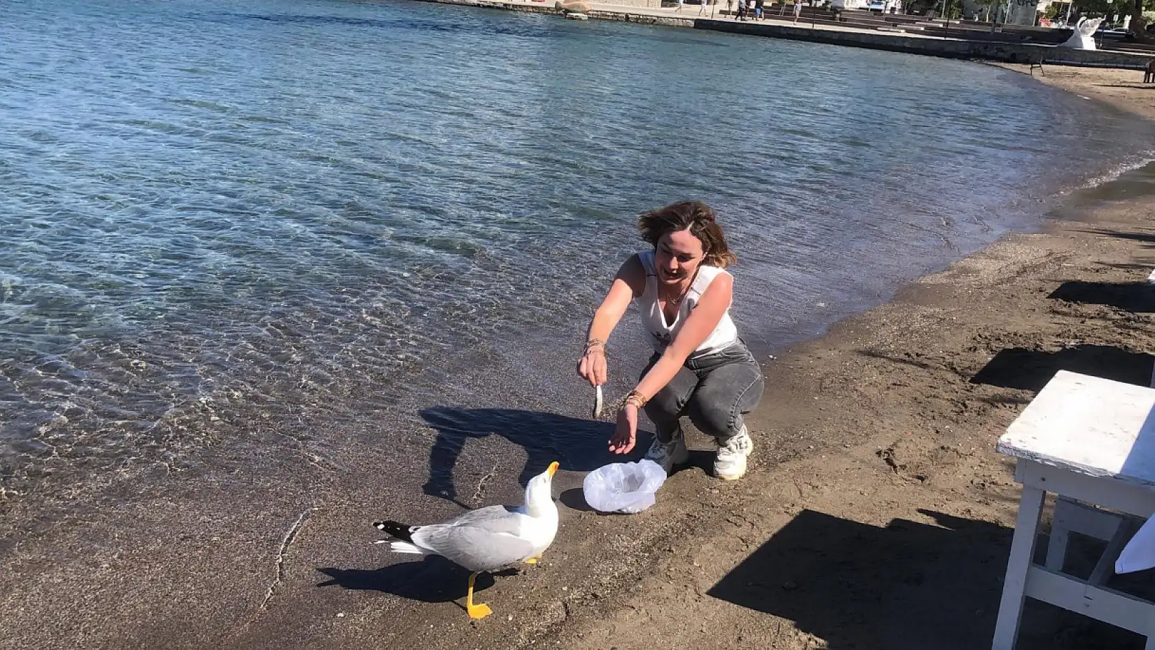 Sevimli martı Kumluk Plajı'nın maskotu oldu