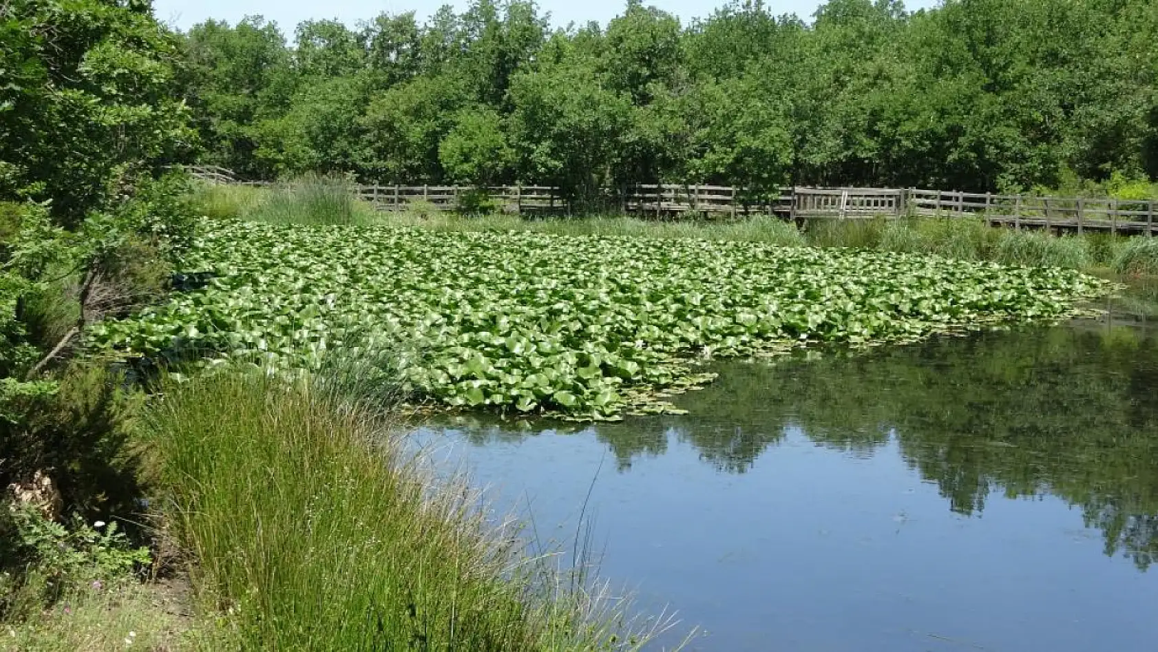 Bu çiçeği koparan yandı: Tam 557 bin TL ceza!