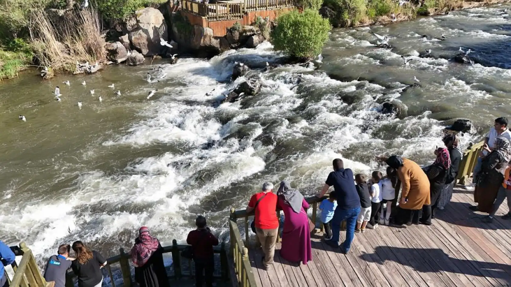 İnci Kefalinin Zorlu Yolculuğu Martılarla Mücadeleye Sahne Oluyor