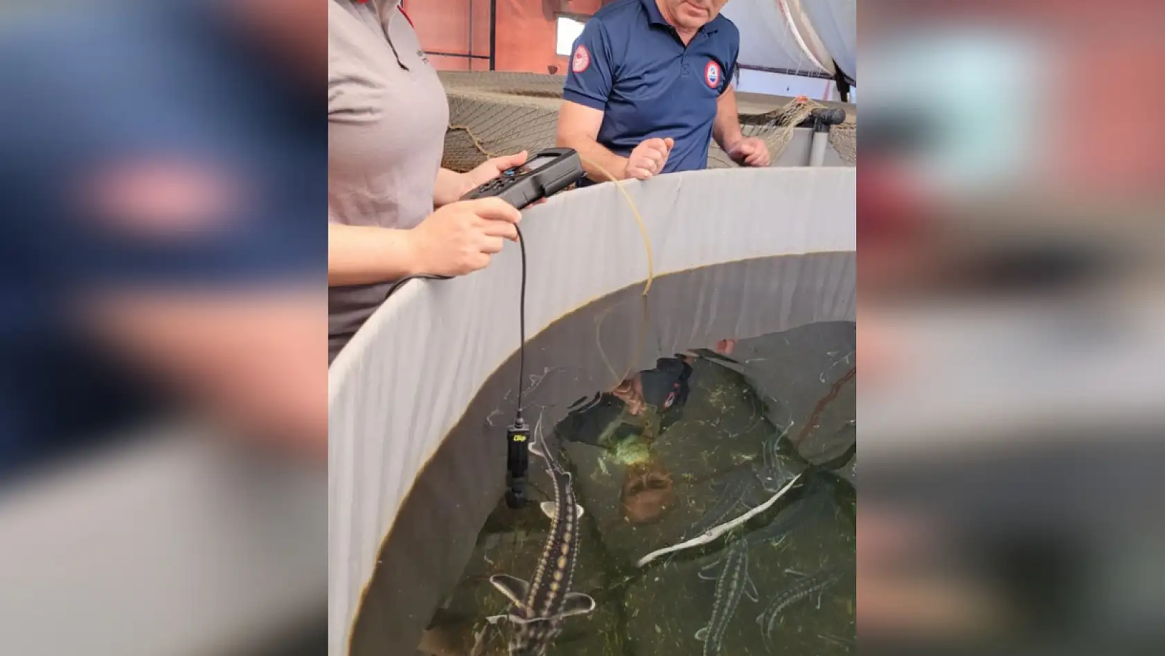 Altın değerinde! Milas'ta Mersin Balığı yetiştirilmeye başlandı