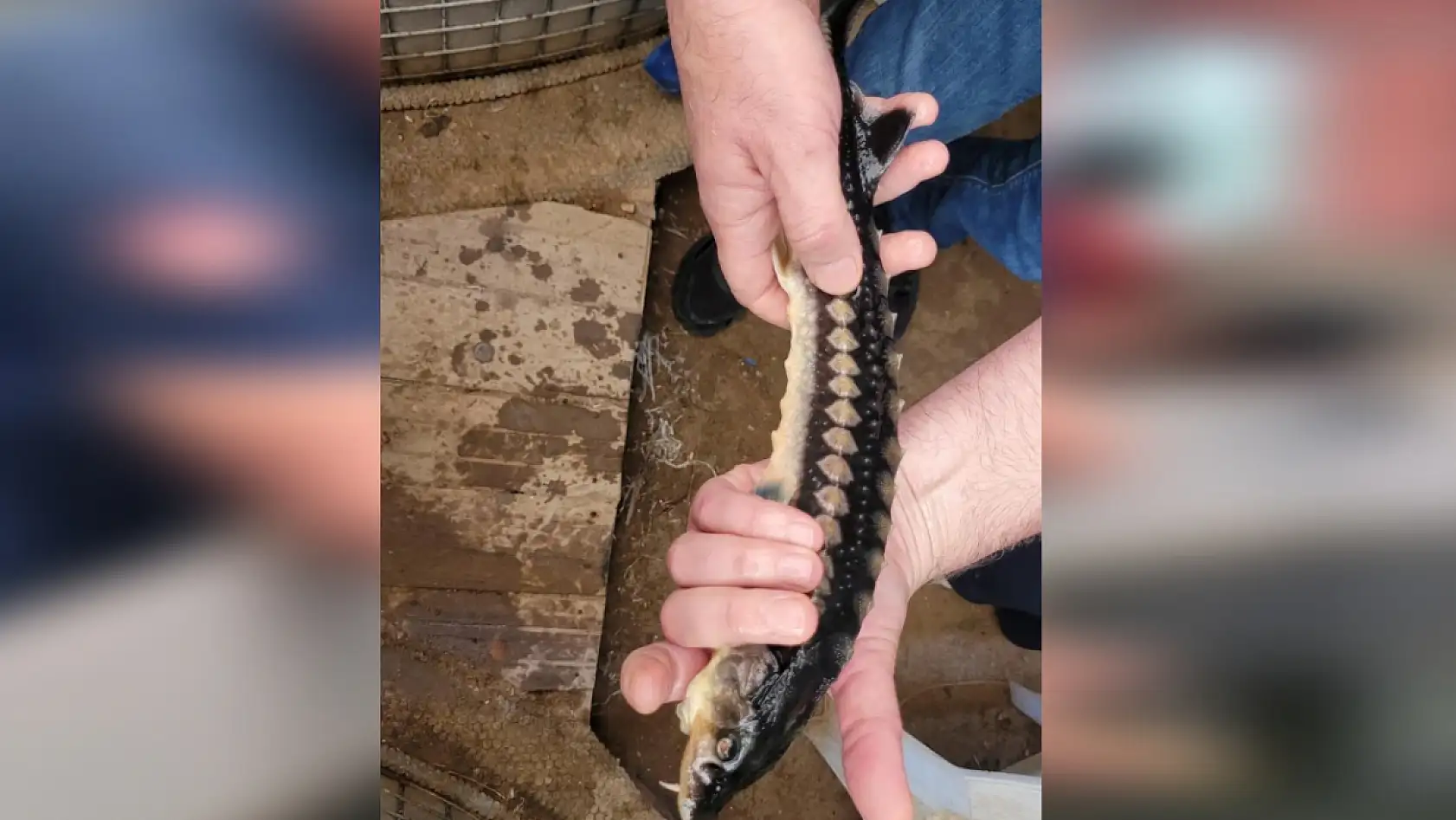 Altın değerinde! Milas'ta Mersin Balığı yetiştirilmeye başlandı