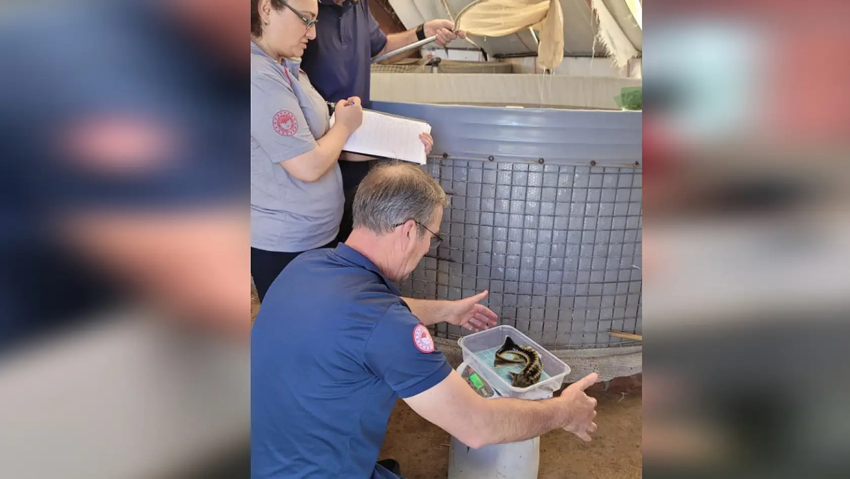 Altın değerinde! Milas'ta Mersin Balığı yetiştirilmeye başlandı