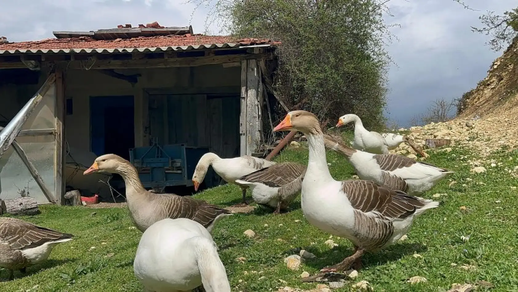 Almanya'dan döndü, kaz tüyüyle servet kazandı!