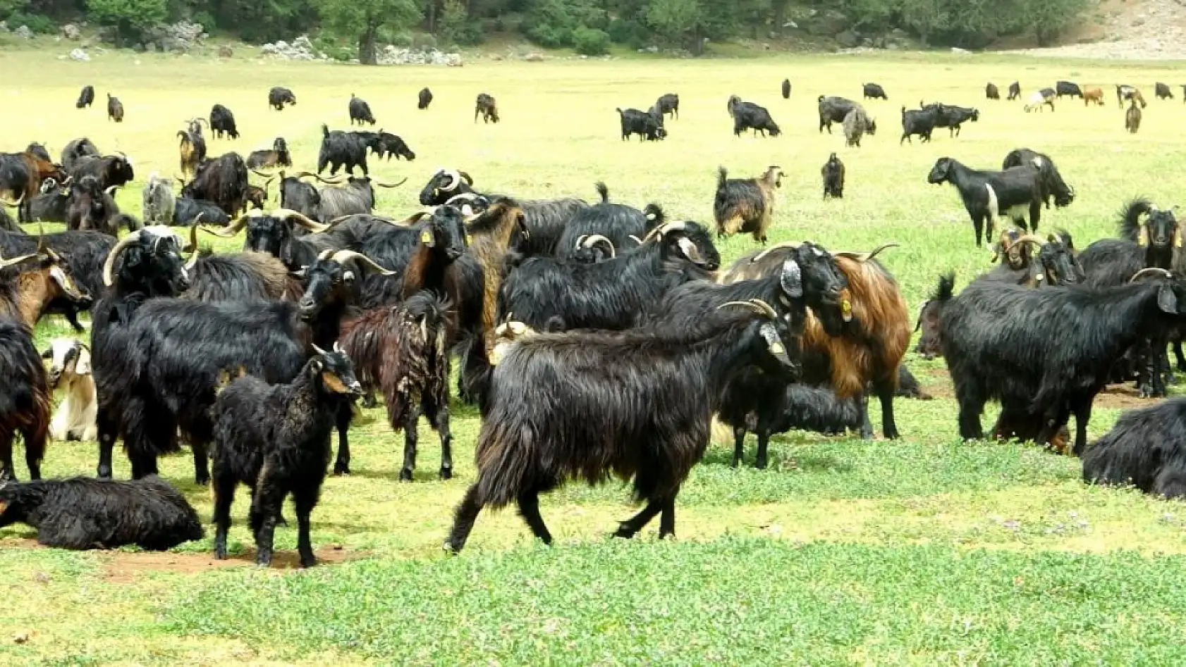 Kurbanlık alacaklar dikkat: İşte 2025 fiyatları