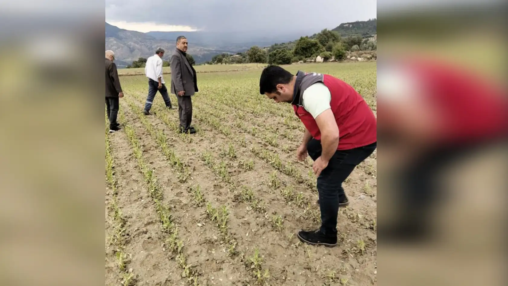 Menteşe'de dolu ve sağanak tarım arazilerine zarar verdi