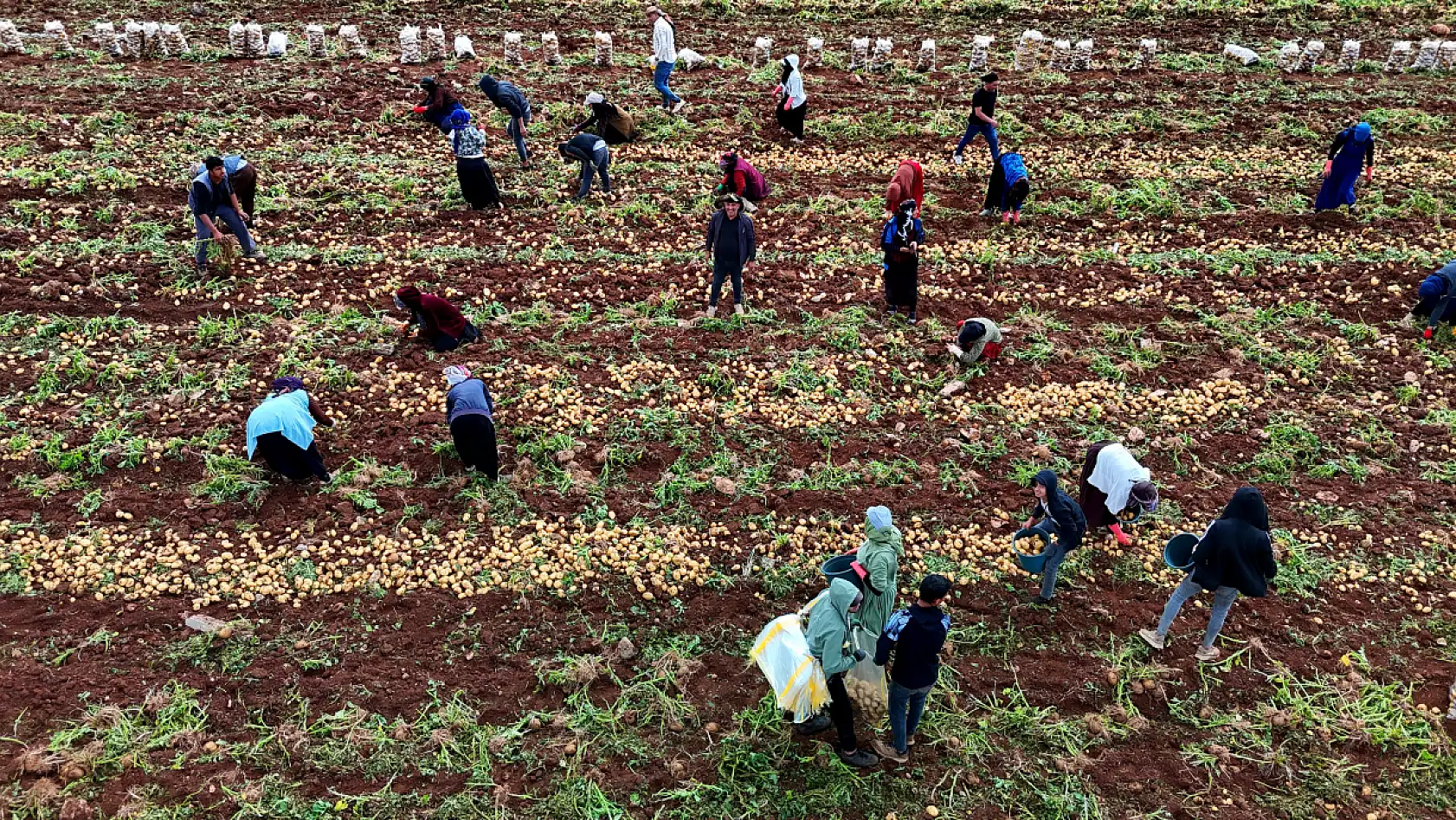 Bunlar özel işçiler: Günlük 250-300 ton patates yükleyip 2 bin 500 TL kazanıyorlar