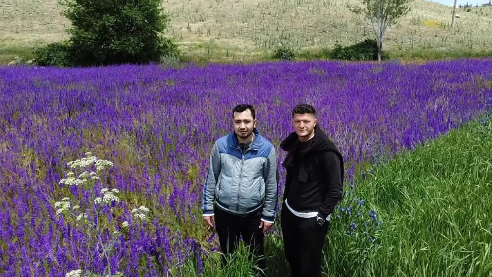 Fotoğraf meraklılarının yeni gözdesi 'hanımeli' çiçeği tarlaları