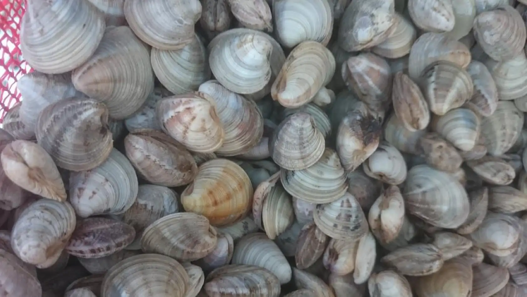 TÜİK açıkladı! Bu deniz canlıları rekor kırdı