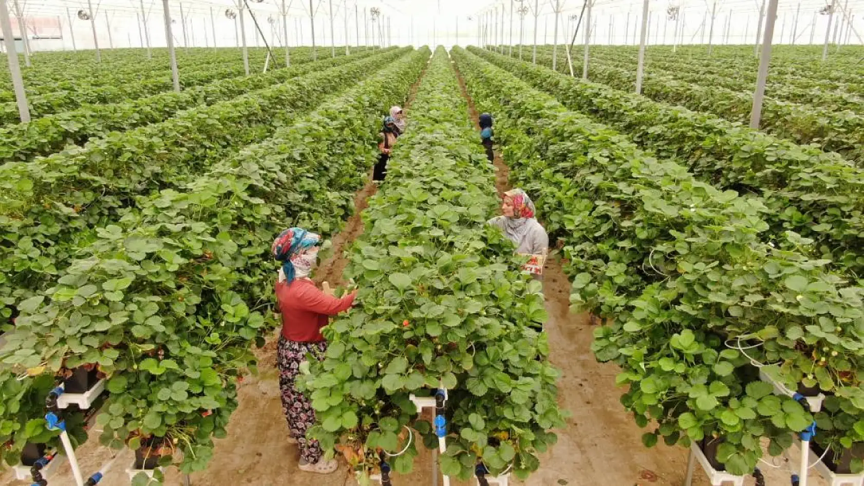 Tarımı, teknolojiyle birleştirdi yaşıtlarına örnek oldu