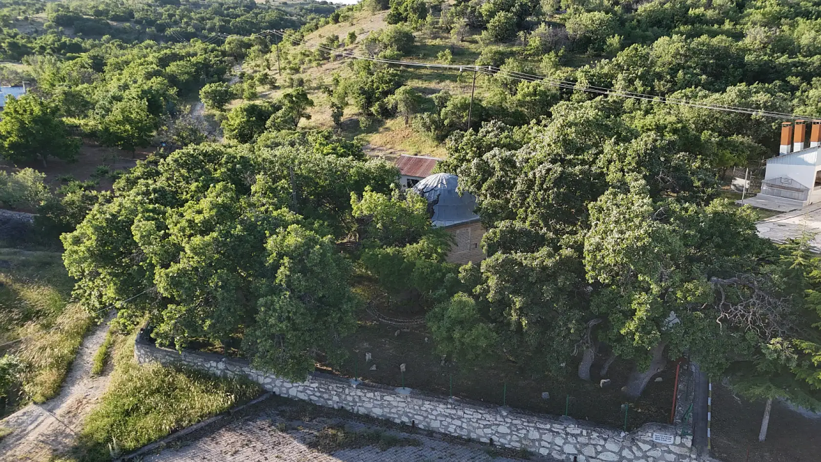 800 yıllık 'Menengiç ağacı' zamana direniyor