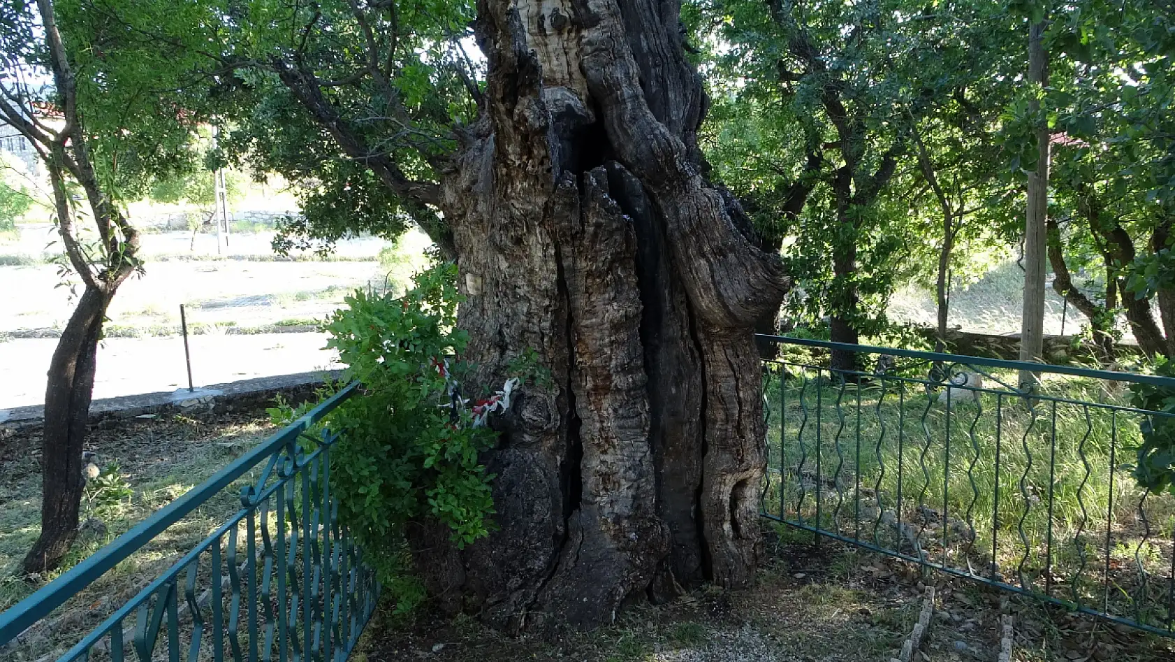 800 yıllık 'Menengiç ağacı' zamana direniyor